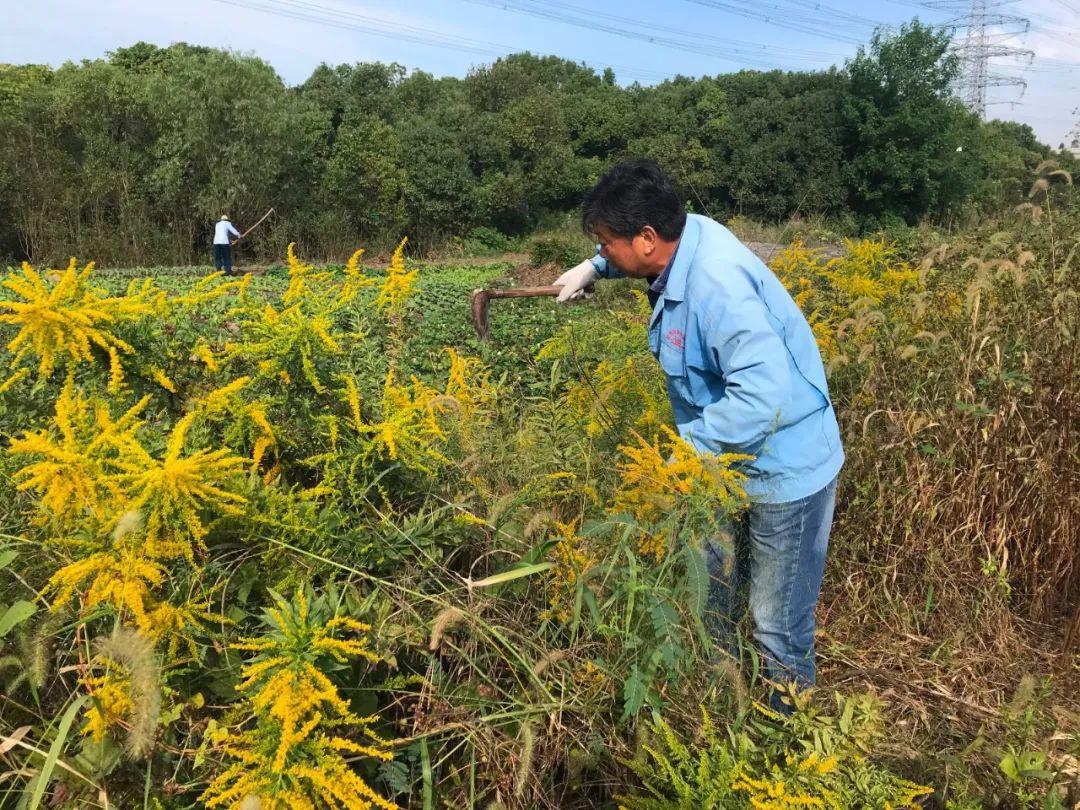 巨型蜘蛛入侵美国，规模扩大吓坏居民！美专家：有毒，中国很常见