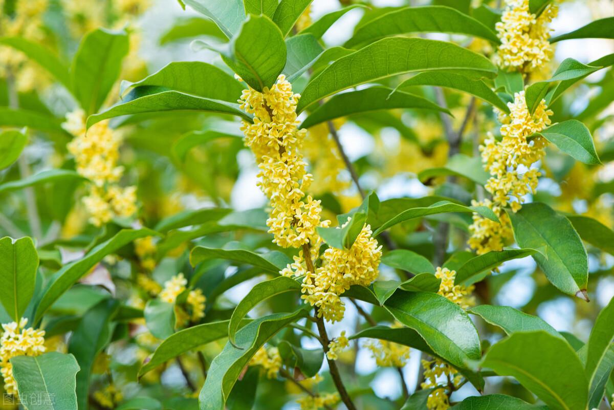 鹧鸪天·桂花翻译（鹧鸪天桂花赏析）