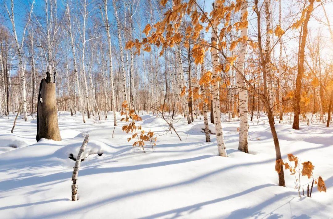 雪在诗中的别称（突出雪的特点的诗句）