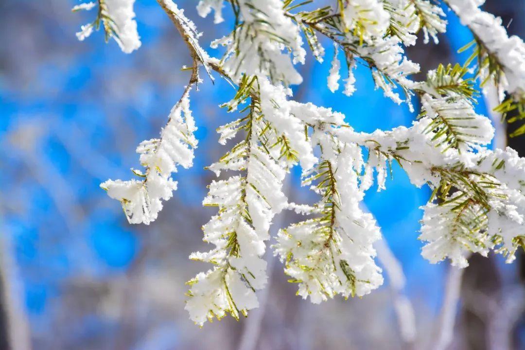 雪在诗中的别称（突出雪的特点的诗句）