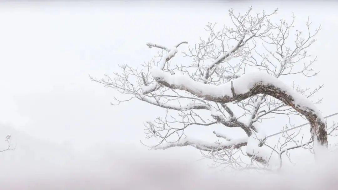 雪在诗中的别称（突出雪的特点的诗句）