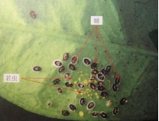 黑刺粉虱危害症状（害虫防治方法）