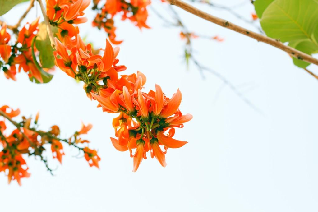 飞花令｜花 疑有碧桃千树花 听邻家吹笙（唐•郎士元）赏析