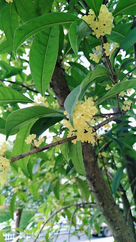 盆栽香花（香香的盆栽有哪些）