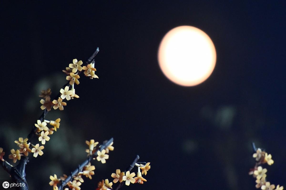 王建的诗《十五夜望月》诗意（十五夜望月王建赏析）