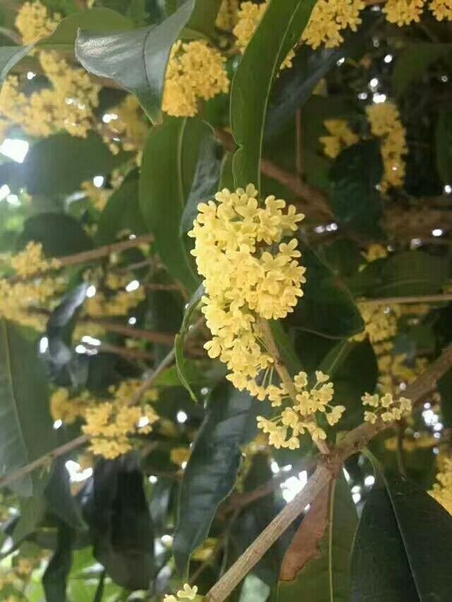 盆栽香花（香香的盆栽有哪些）