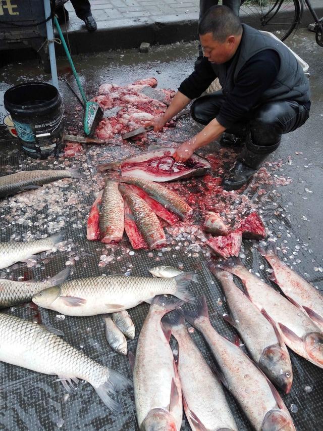 腊鱼腌制配方（腊鱼腌制过程）