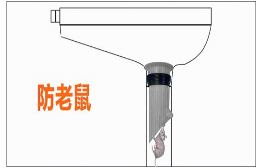 卫生间下水道有老鼠爬出来该怎么办（卫生间下水道有老鼠怎么弄）