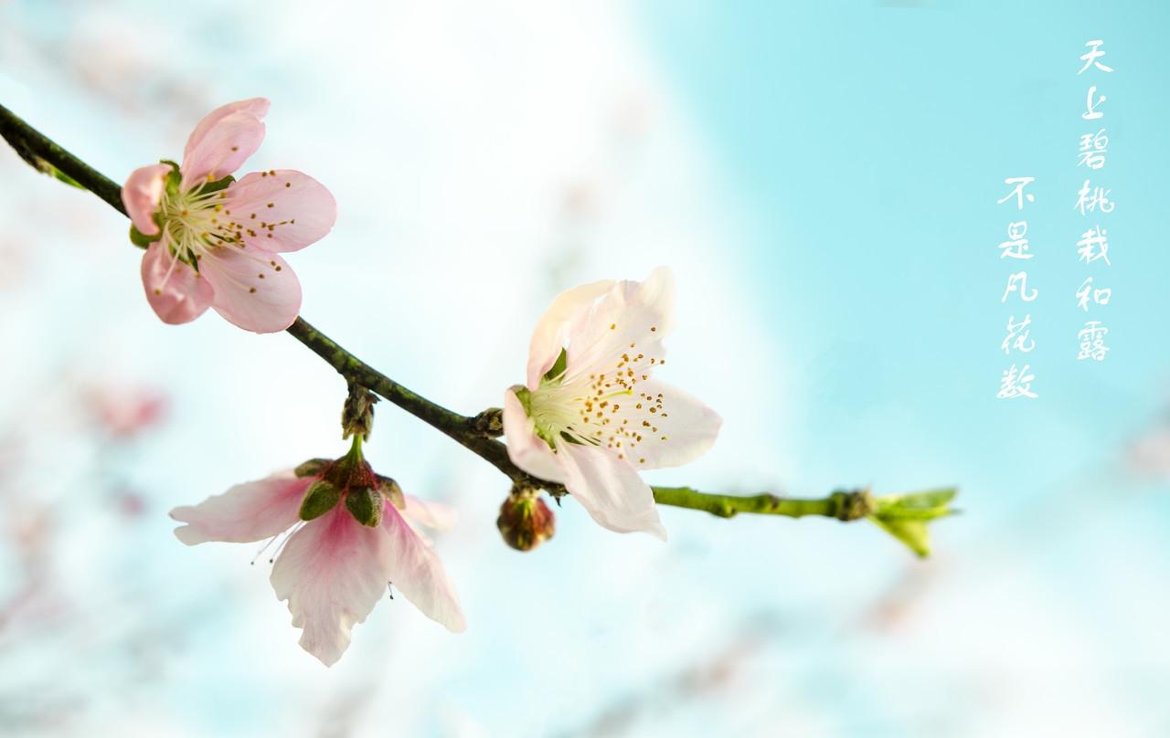 飞花令带花字的诗句（飞花令的花字诗词）