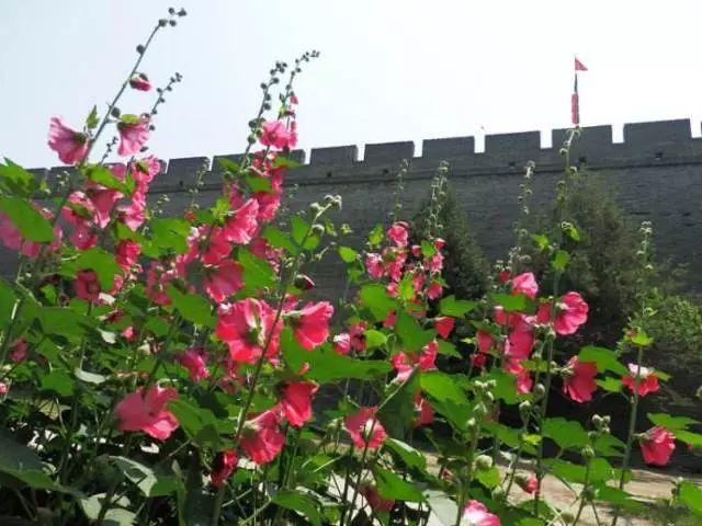 西安的市花是什么花?（西安市市花）