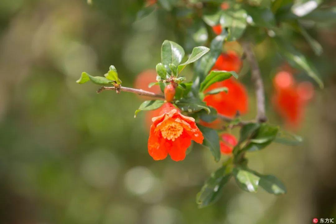 西安的市花是什么花?（西安市市花）