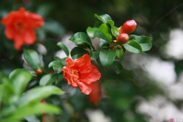 西安的市花是什么花?（西安市市花）