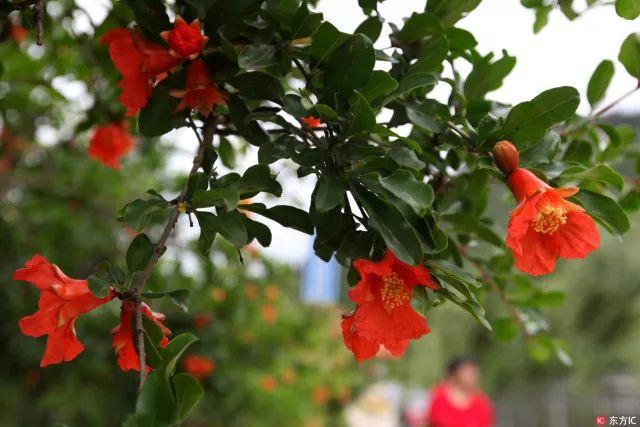 西安的市花是什么花?（西安市市花）