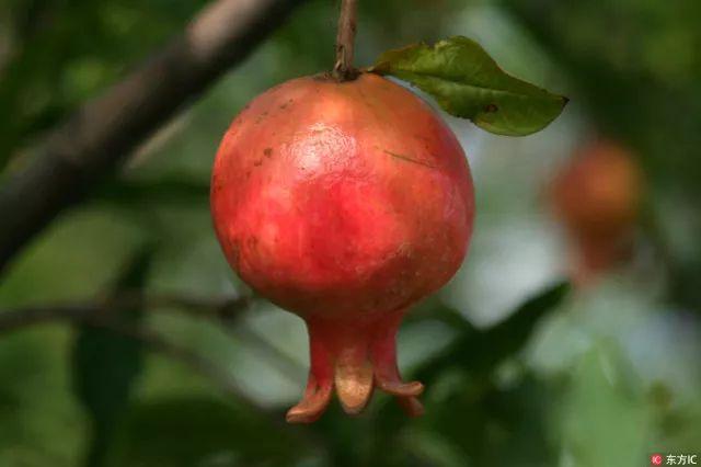 西安的市花是什么花?（西安市市花）