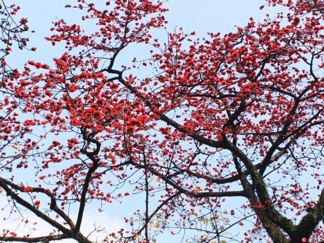 西安的市花是什么花?（西安市市花）