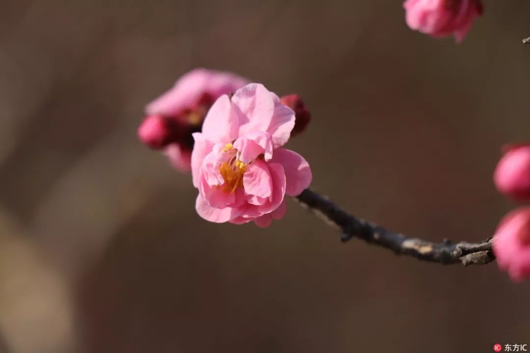 西安的市花是什么花?（西安市市花）