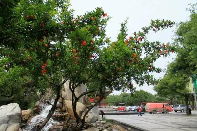 西安的市花是什么花?（西安市市花）