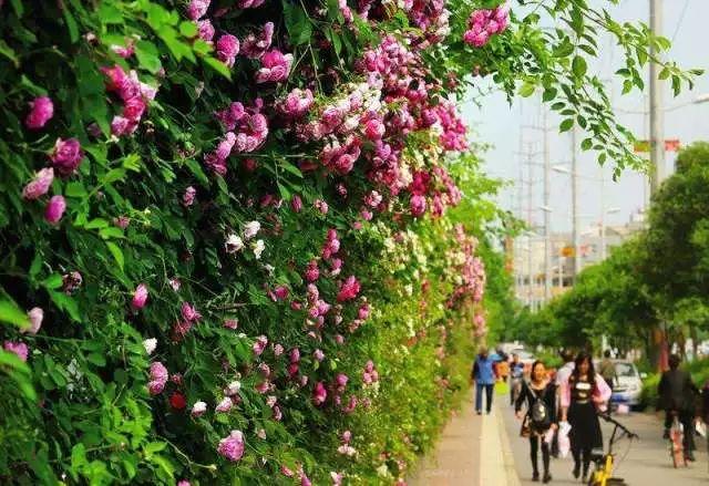 西安的市花是什么花?（西安市市花）