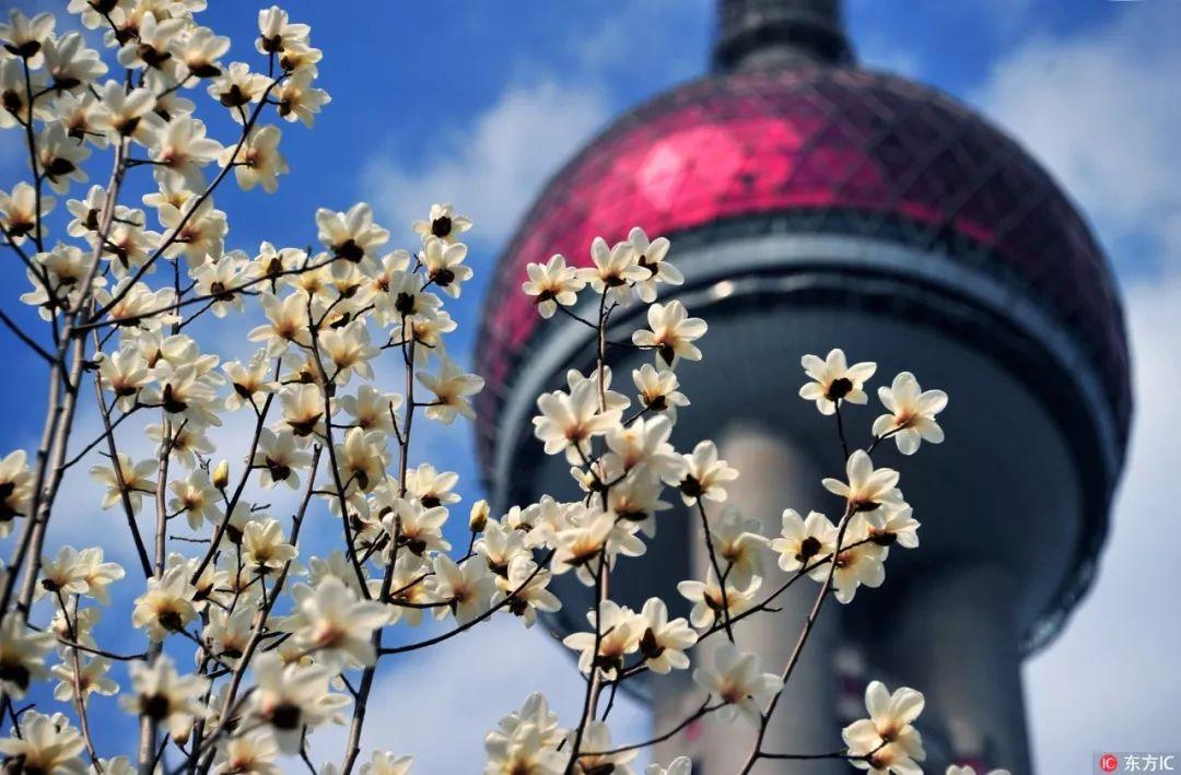 西安的市花是什么花?（西安市市花）