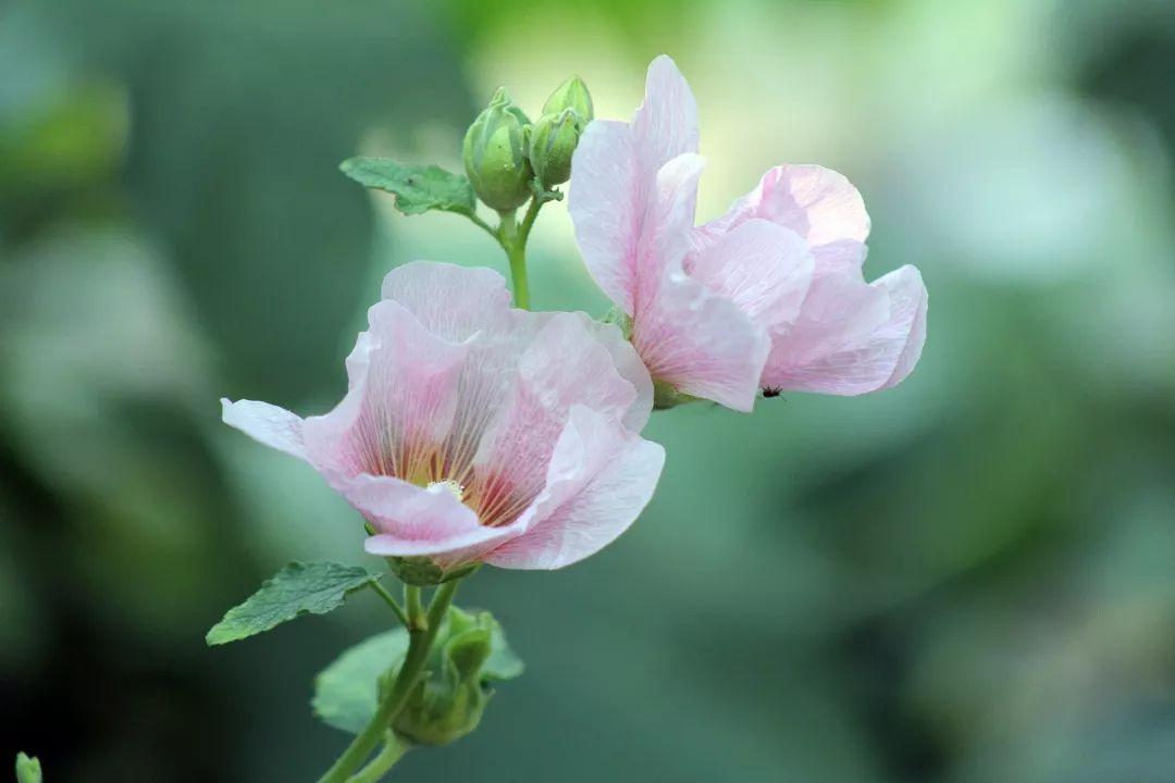 西安的市花是什么花?（西安市市花）