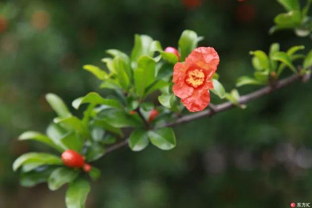 西安的市花是什么花?（西安市市花）