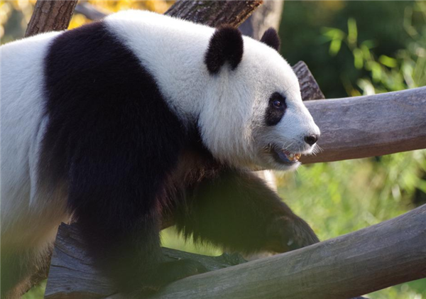 网友呼吁接回旅美大熊猫丫丫