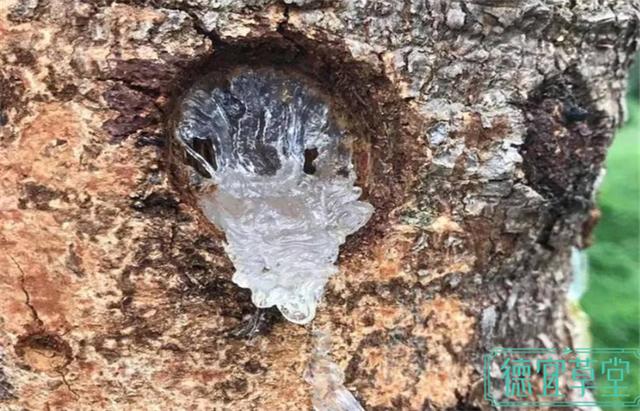 血燕和雪燕是两种不同的物种，雪燕和燕窝一点关系也没有