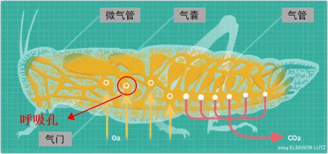 蟑螂到底有多可怕（光靠药已经杀不死它了）