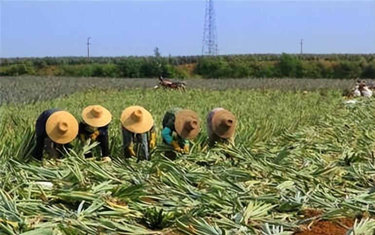 菠萝黑心了是怎么回事（菠萝黑心是因为什么）