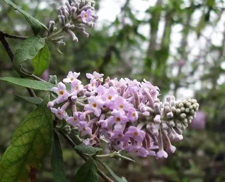 花米饭有几种颜色（花米饭染色植物有哪几种）