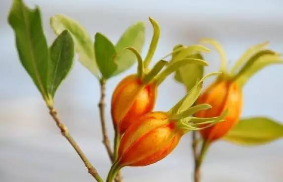 花米饭有几种颜色（花米饭染色植物有哪几种）