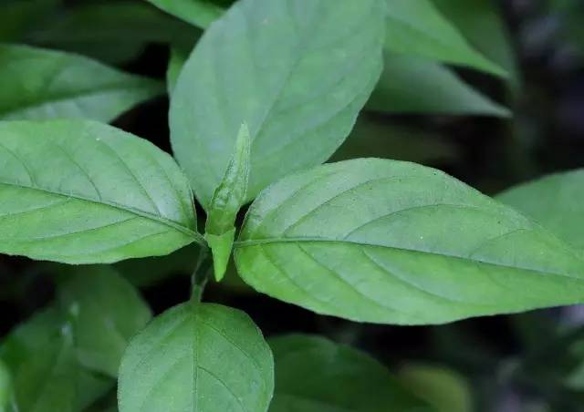 花米饭有几种颜色（花米饭染色植物有哪几种）