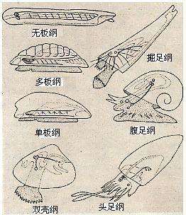 贝类的种类（贝类为何如此多样？）