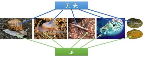 贝类的种类（贝类为何如此多样？）