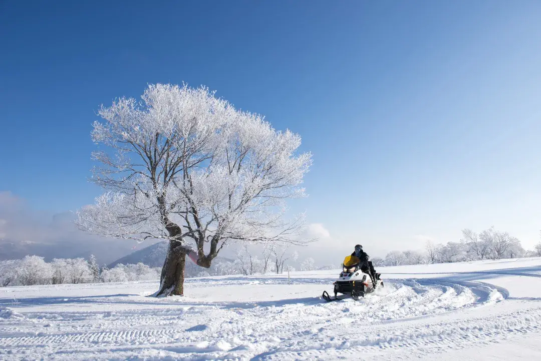 雪在诗中的别称（突出雪的特点的诗句）