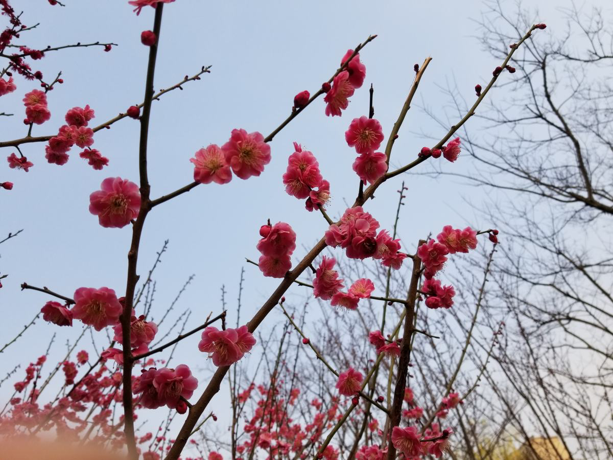 想要家中多贵气，当然要养岁寒三友，冬天养更合适