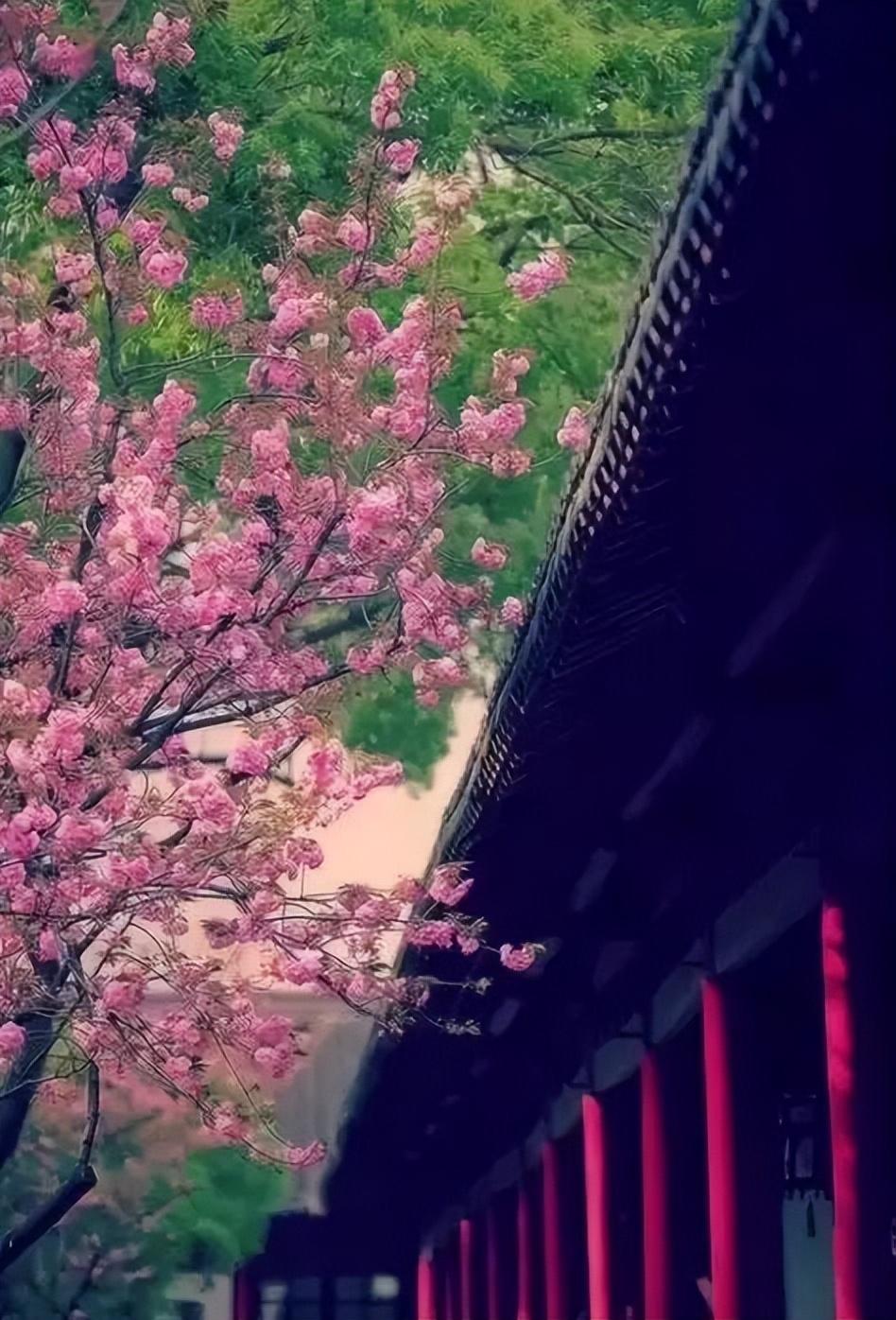 大林寺桃花原文及翻译（大林寺桃花赏析）