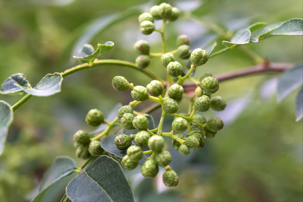 怎样保存花椒不变色不跑味（保存花椒的方法）