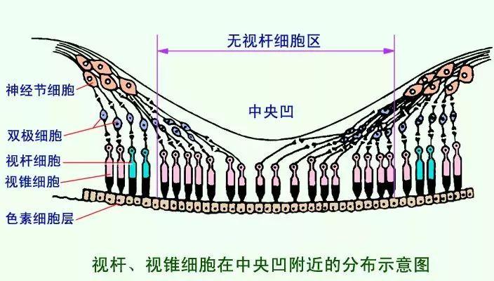 据说人的眼睛有1.25亿像素?（人眼是几亿像素）