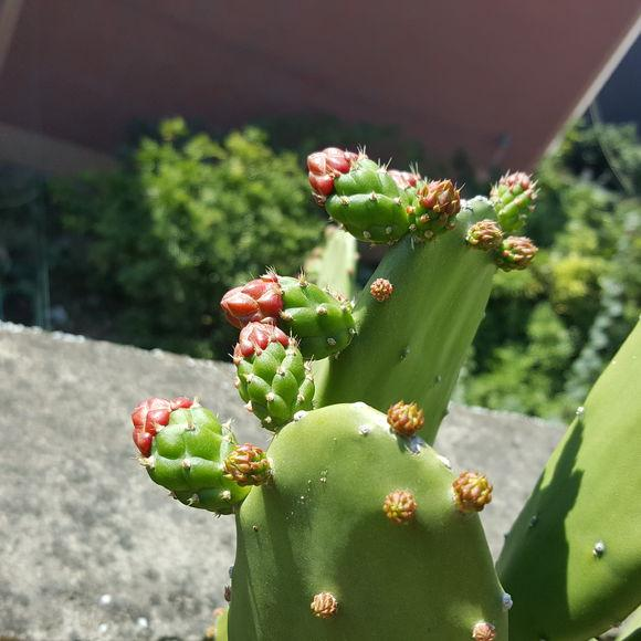 植物界最好养的绿植是什么（一个月不浇水都死不了的盆栽）