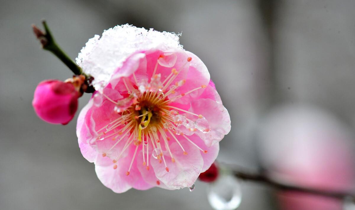 咏梅王安石古诗原文（咏梅王安石歌颂了梅花什么特点）