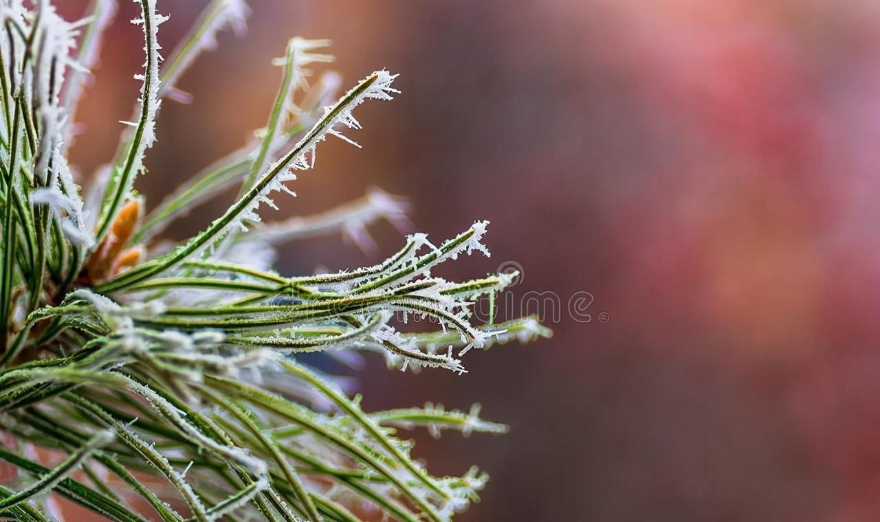 24节气霜降的诗（描写二十四节气霜降的古诗）