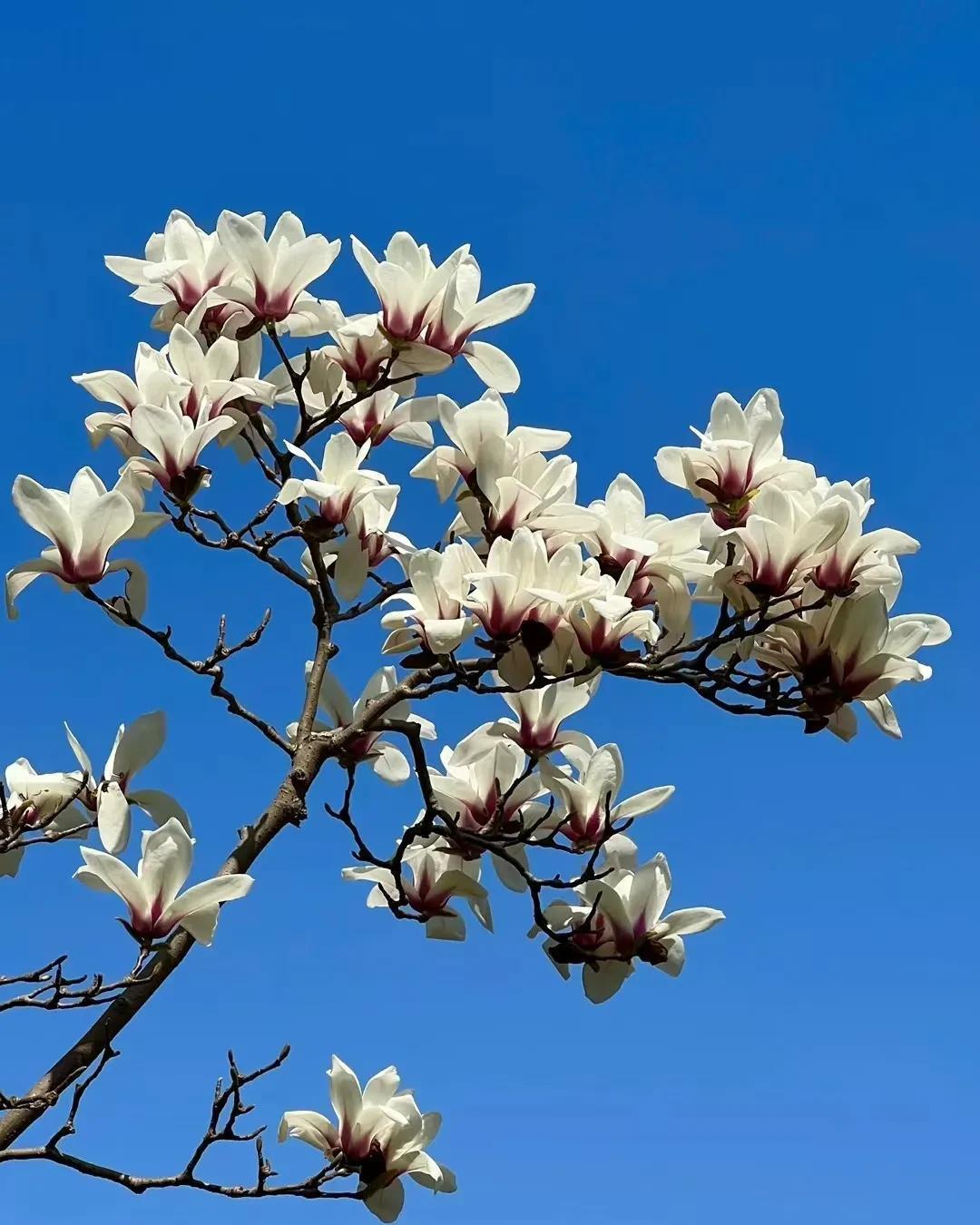 宅家抗疫时读苏轼的《一丛花·初春病起》，愿春日安好，远离疫情