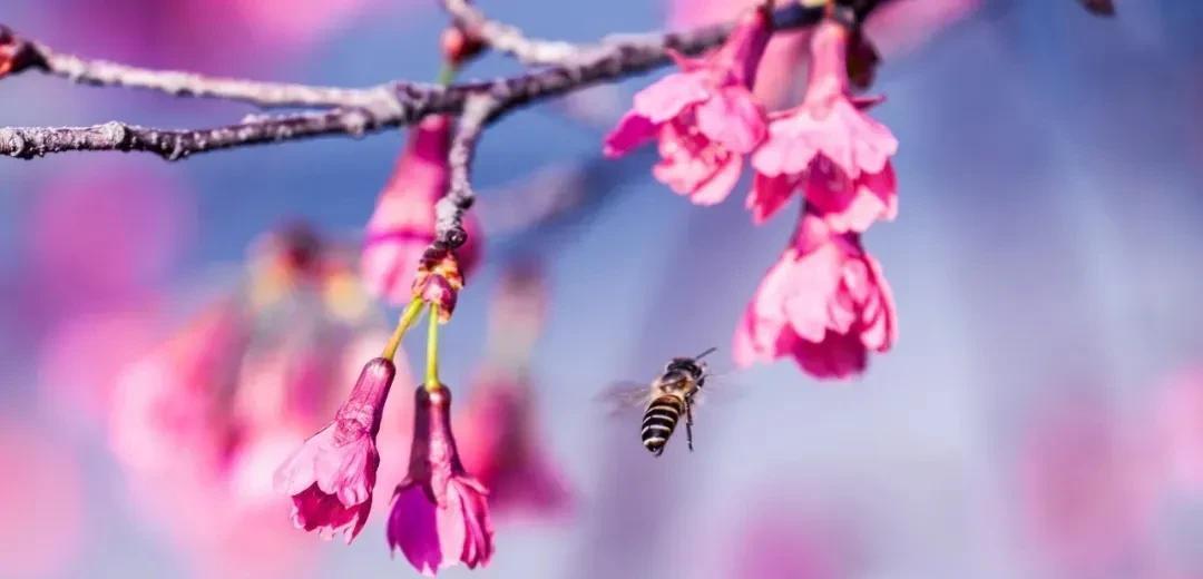 宅家抗疫时读苏轼的《一丛花·初春病起》，愿春日安好，远离疫情