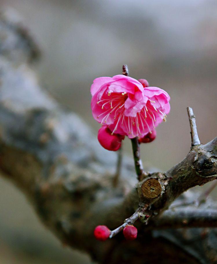 梅花的文化内涵和象征的意义（梅花的文化意蕴）