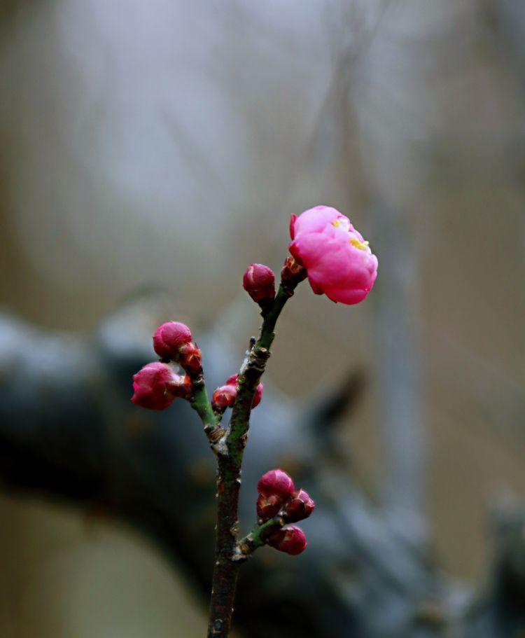 梅花的文化内涵和象征的意义（梅花的文化意蕴）