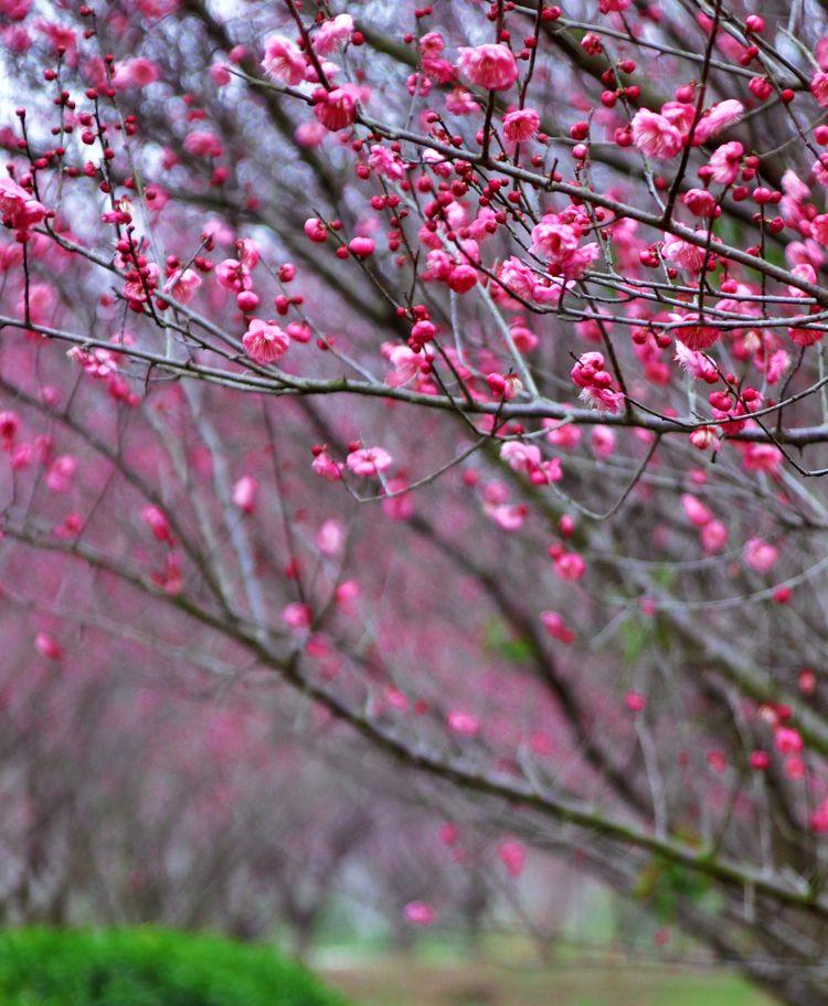 梅花的文化内涵和象征的意义（梅花的文化意蕴）