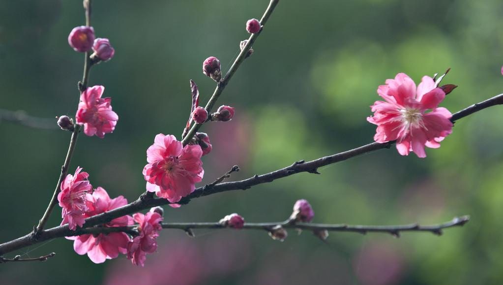 桃花溪翻译及原文（桃花溪译文及注释）