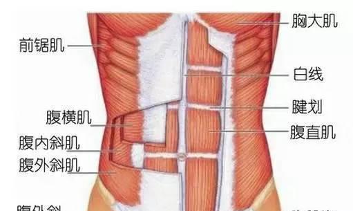 产后腹直肌分离是什么原因（产后腹直肌分离怎么修复）