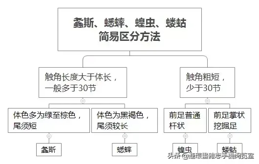 蝗虫,蝈蝈,蟋蟀三者的区别（蟋蟀、蝗虫、螽斯、蝼蛄、蚱蜢、蝈蝈如何区别）